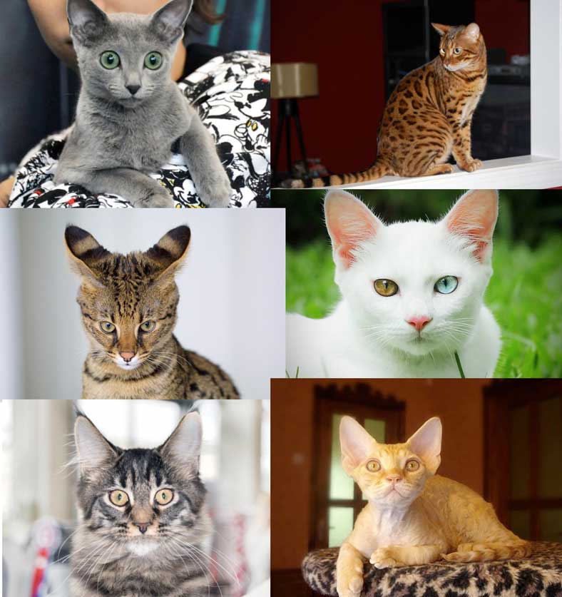 Породы кошек для квартиры - какую кошку выбрать в квартиру