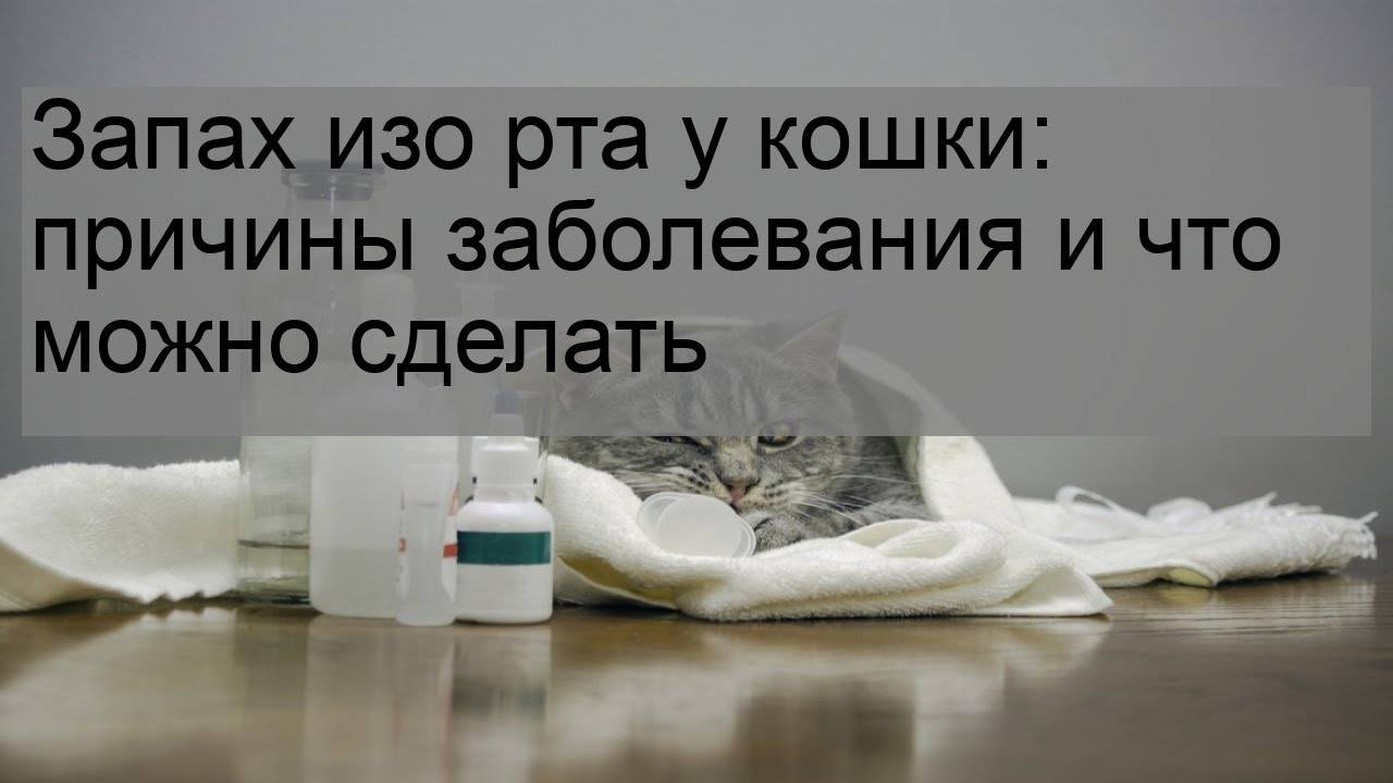 Моча кота стала резко пахнуть: причины, диагностика, лечение | блог ветклиники "беланта"