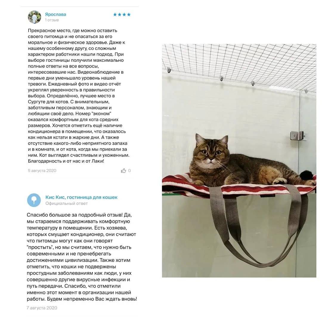 Почему кошки откликаются на "кис-кис" - gafki.ru