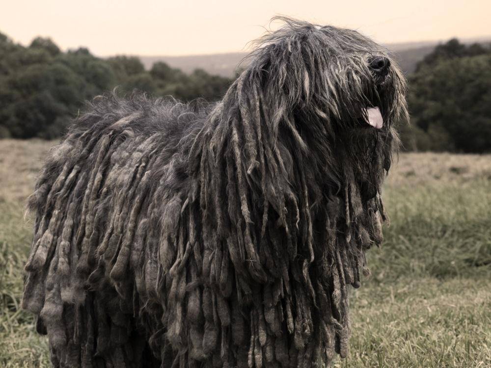 Собака с дредами: название породы, фото