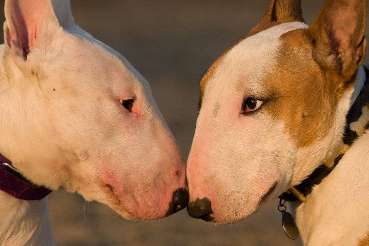 Какая самая большая сила укуса у собак: породы с мощными челюстями