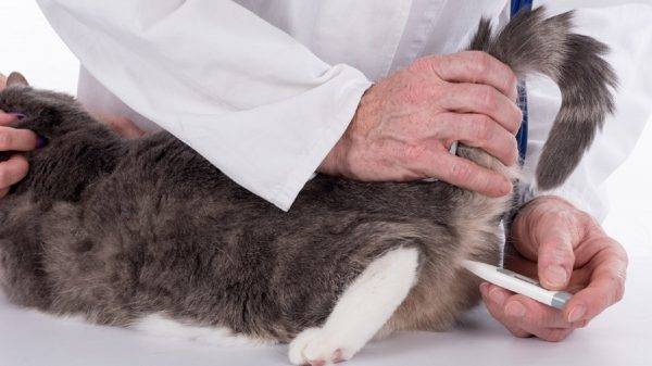 Температура тела у кошки и кота: какая считается нормальной для здорового взрослого питомца и котенка, как её измерить