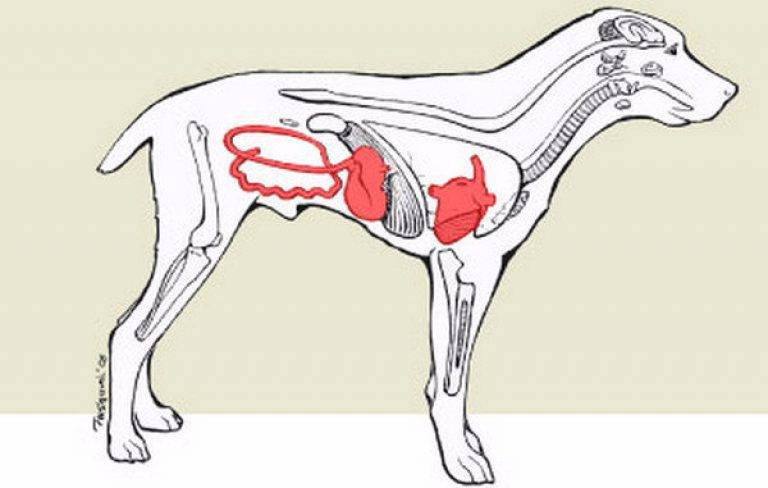 Парвовирус у собак — симптомы и причины заболевания | hill's pet
