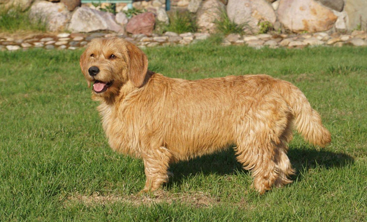 Рыжий бретонский бассет — характеристика и описание породы | все о собаках