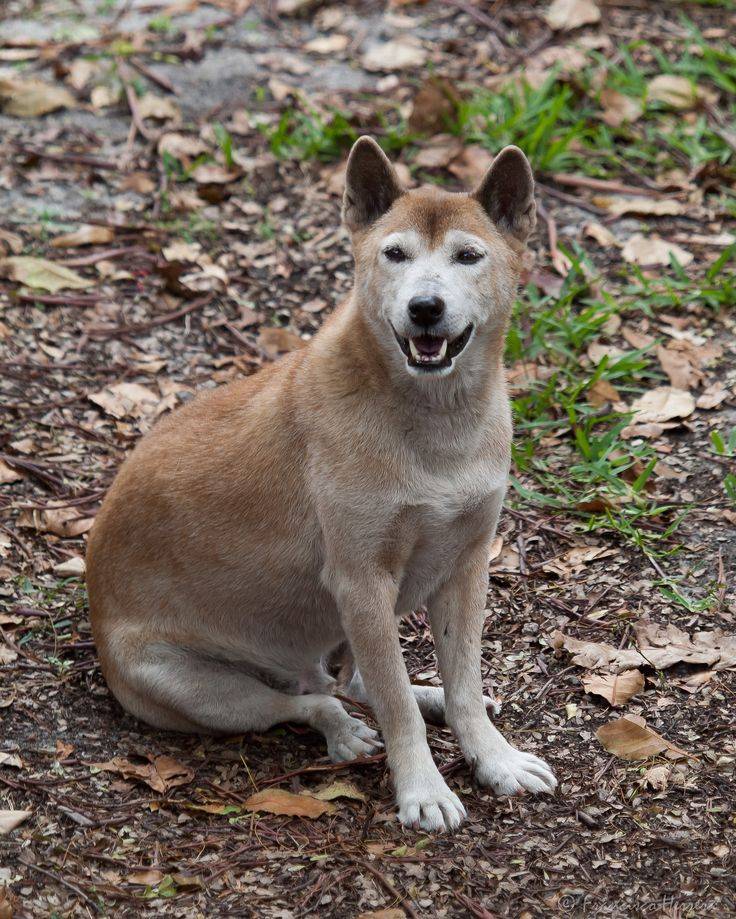 Собака новогвинейская поющая википедия