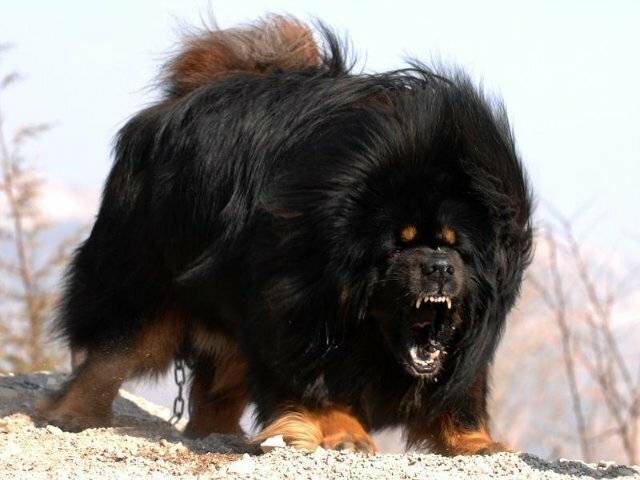 Самые агрессивные породы собак в мире: топ-10 | названия с фотографиями