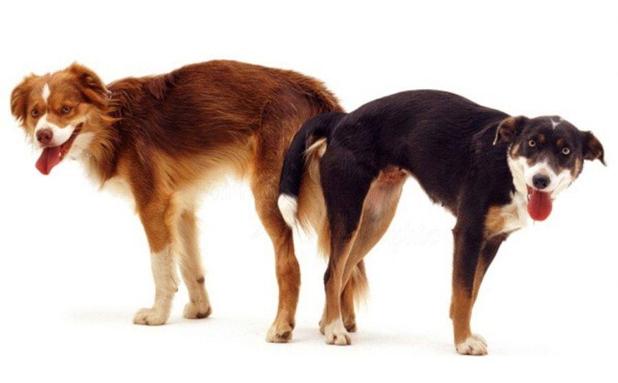 Почему собака ездит на попе: причины, даже если нет глистов; 7 объяснений, почему собака катается на попе