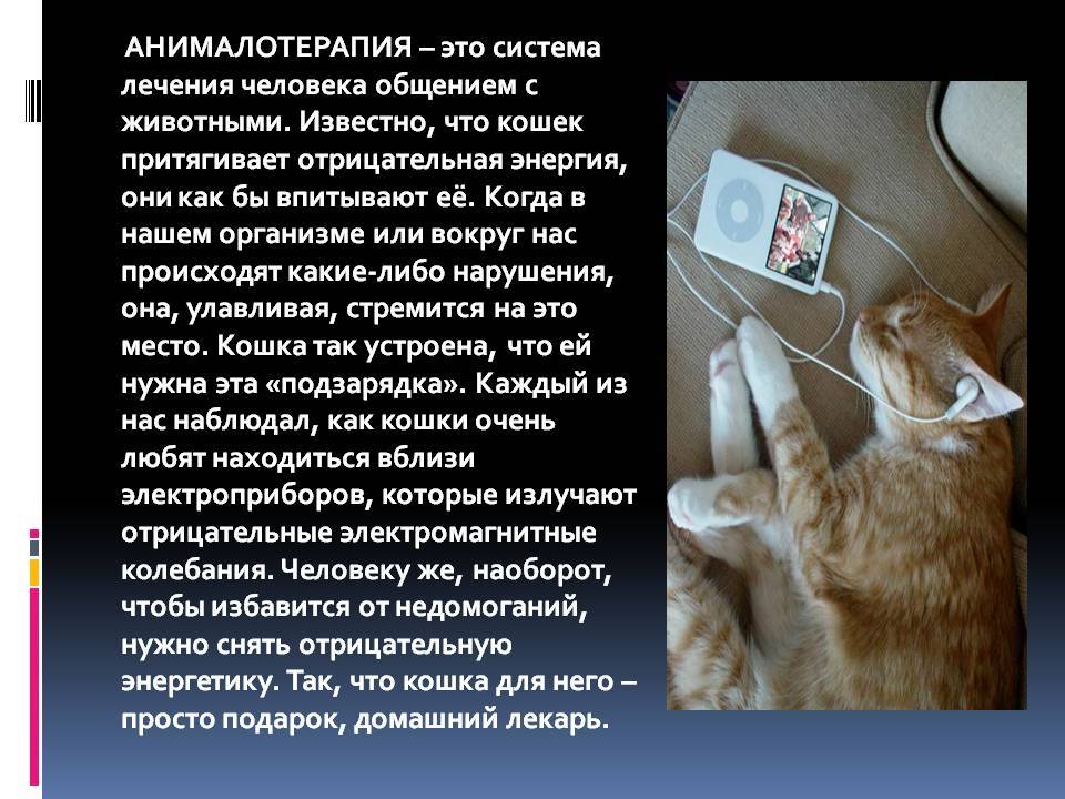 Кошка в доме: как она влияет на воспитание ребёнка? - всё о кошках и котах