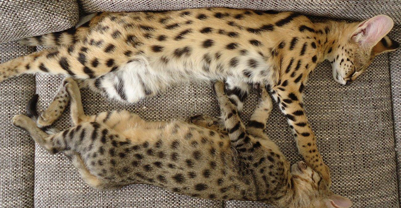 Саванна – кошка в гепардовой шкуре