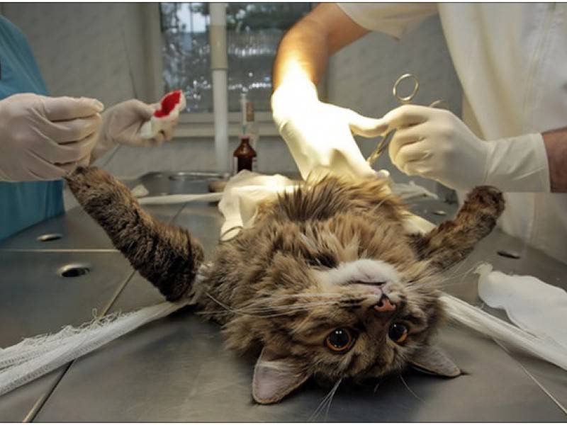 Стерилизация кошек в государственной клинике