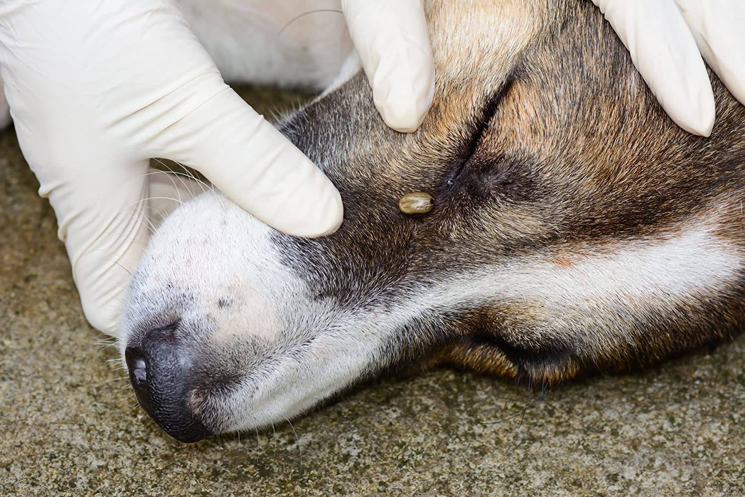 Пироплазмоз собак — википедия. что такое пироплазмоз собак