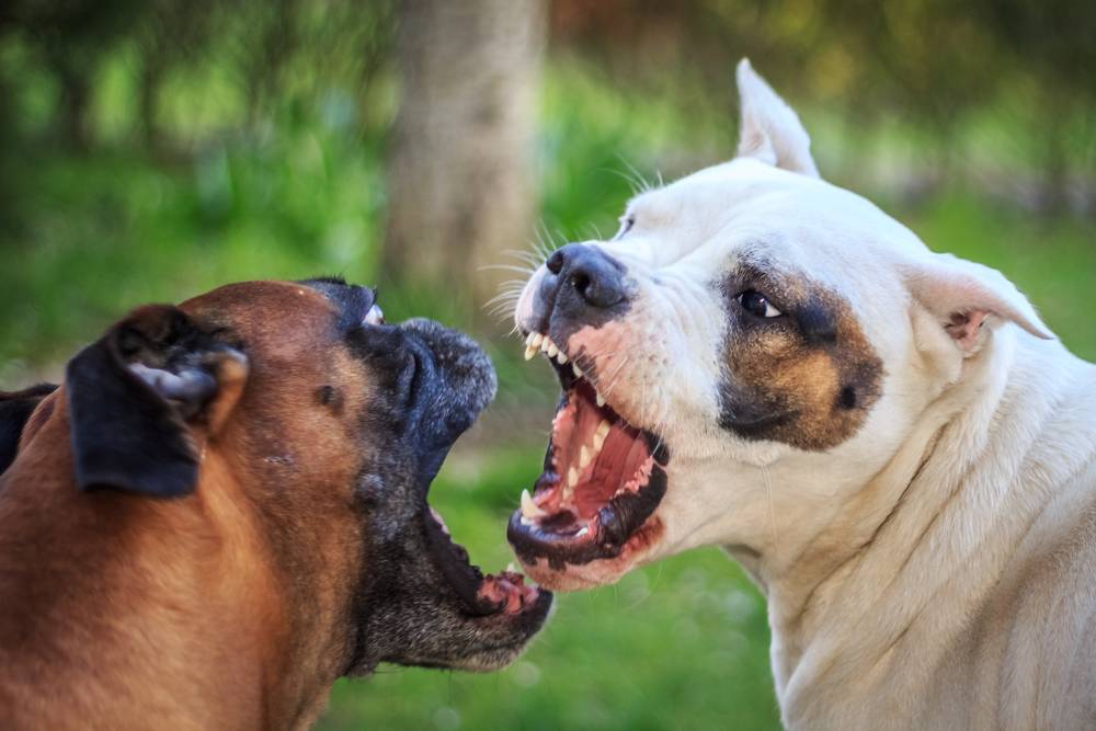 Почему собака рычит на хозяина? причины, фото и видео