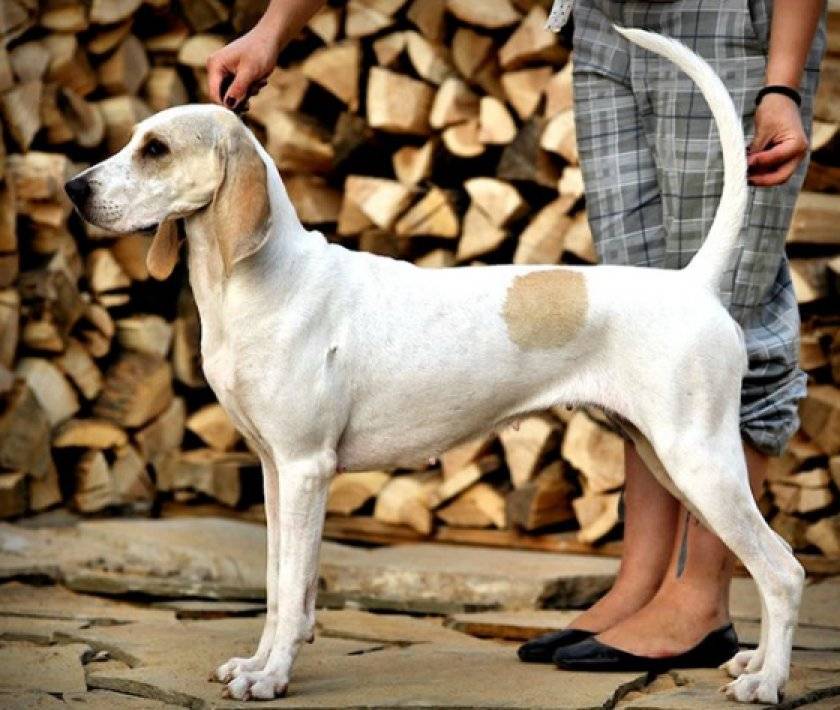 Фараонова собака: фото и видео, цены, описание породы