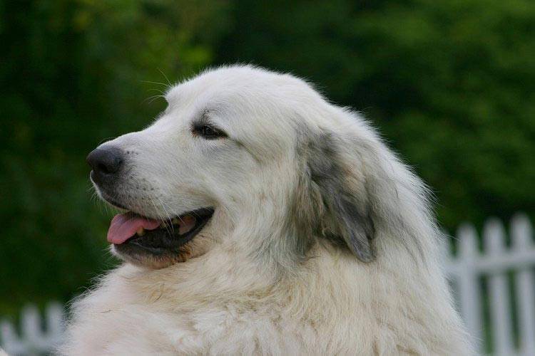 Пиренейская горная собака: описание и характеристика породы