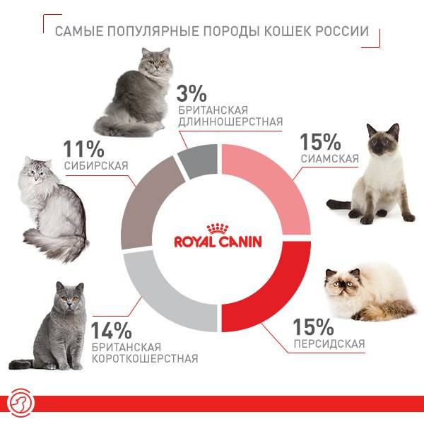 Какую породу кошек выбрать для квартиры и ребенка
