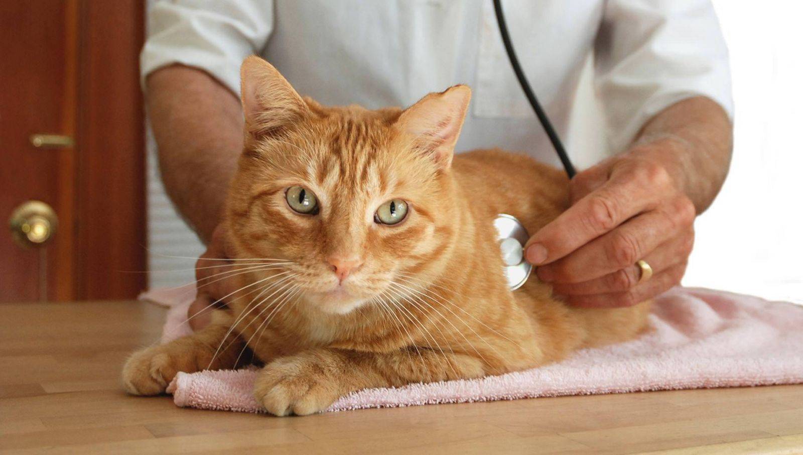 Симптомы гастрита у кошек и лечение алмагелем в домашних условиях, как снять боль при гастрите, как лечить уремический гастрит у кошки