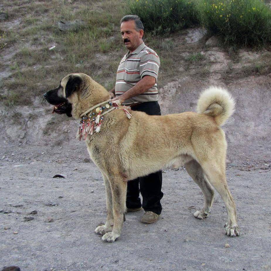 Турецкий кангал: описание породы собак, содержание и уход турецкого волкодава