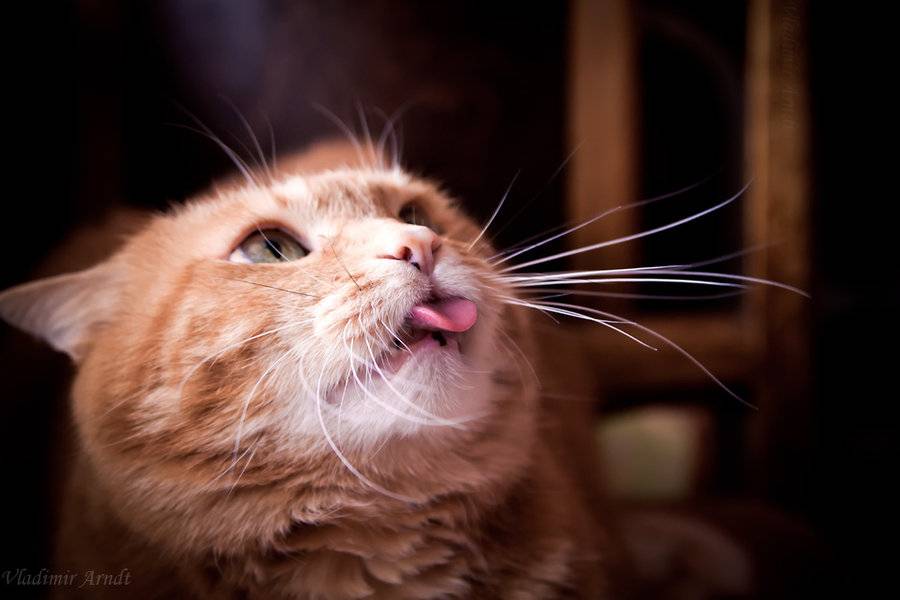 Почему кошка или кот высовывает язык?