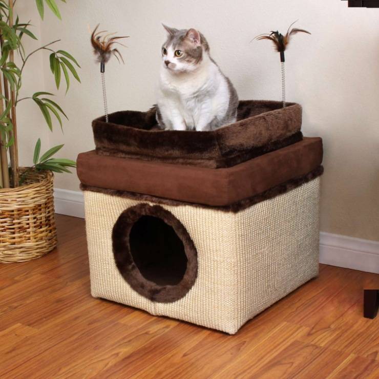 Как приучить немолодого кота к новому дому или квартире, каким образом проходит адаптация котенка?