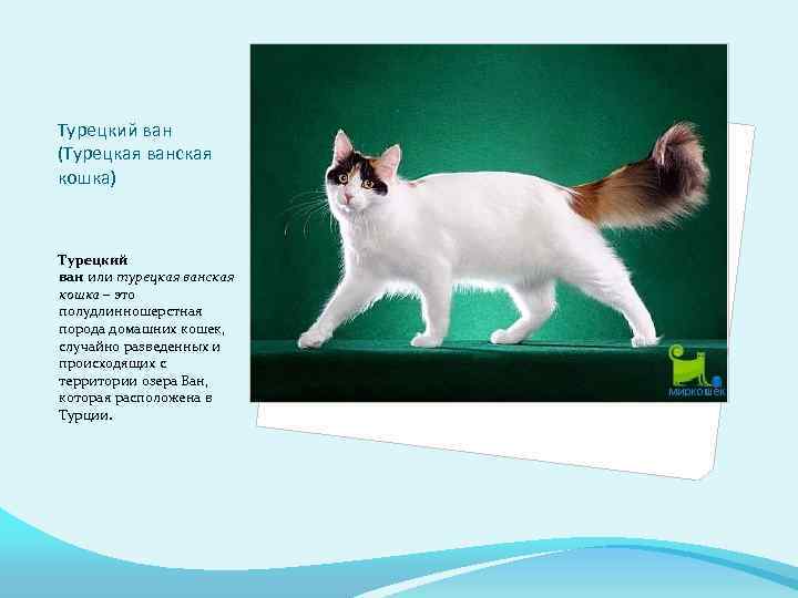 Гималайская кошка: 20 фото, описание внешнего вида и характера, цена котенка