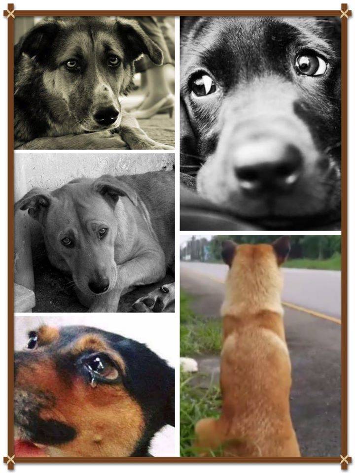 Сухой глаз у собаки: причины, диагностика и лечение  | блог ветклиники "беланта"