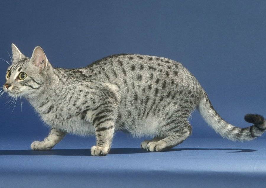 Египетская мау: фото, цена котенка, описание характера и внешнего вида