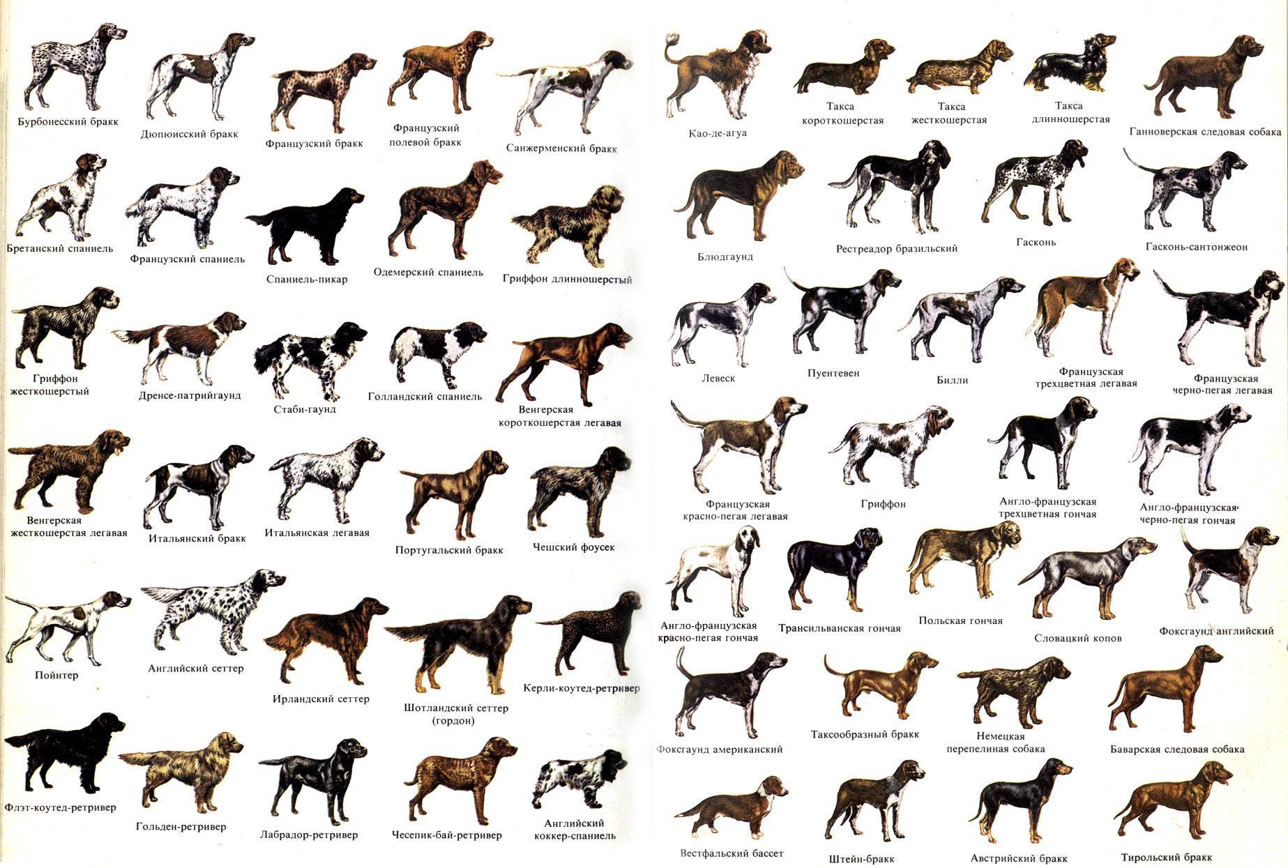 Все овчарки с названием и фото: 60 видов