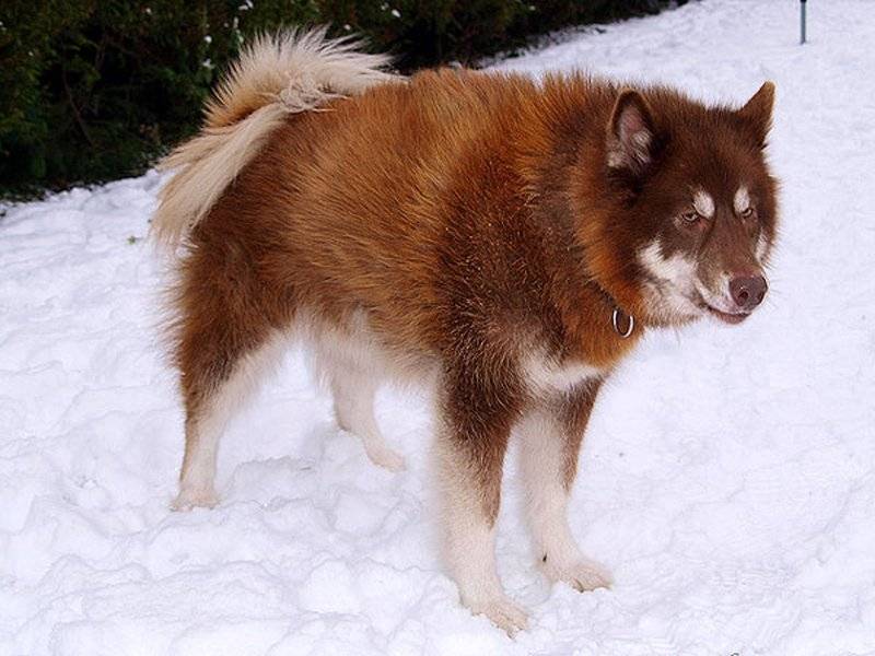 Канадская эскимосская собака — википедия