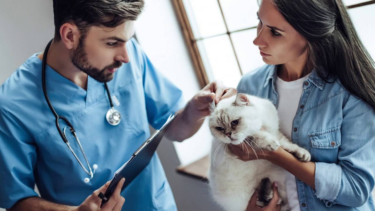 Ветеринар репродуктолог в москве - разведение собак и кошек