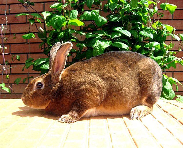 Названия и фото пород кроликов: декоративных, мясных и пуховых для домашнего разведения