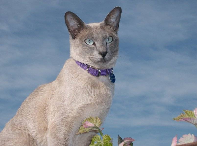 Тонкинская кошка – подробное описание породы (+ фото и видео)