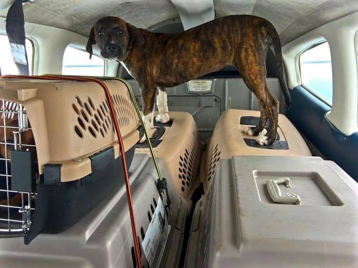 Правила перевозки собак в самолете за границу и по россии
