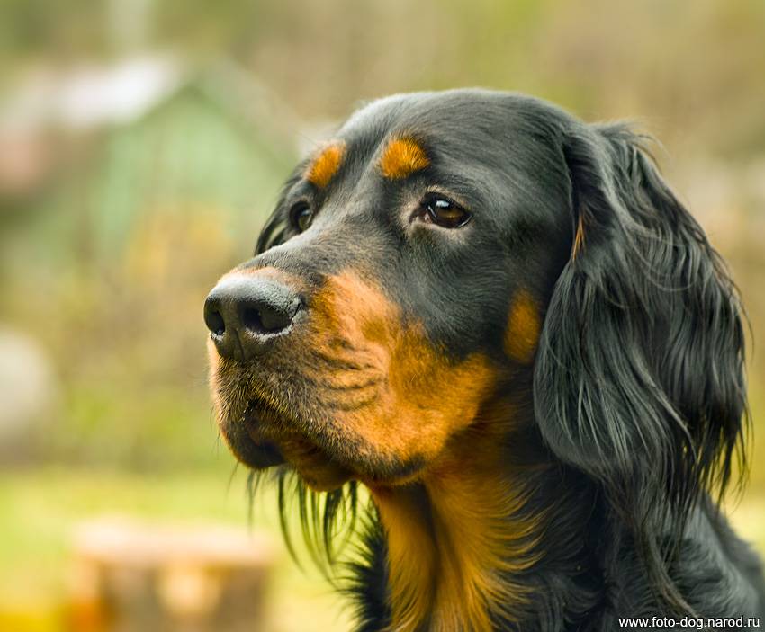 Собака ирландский сеттер: описание породы, золотистый красавец, охотник с мягким характером