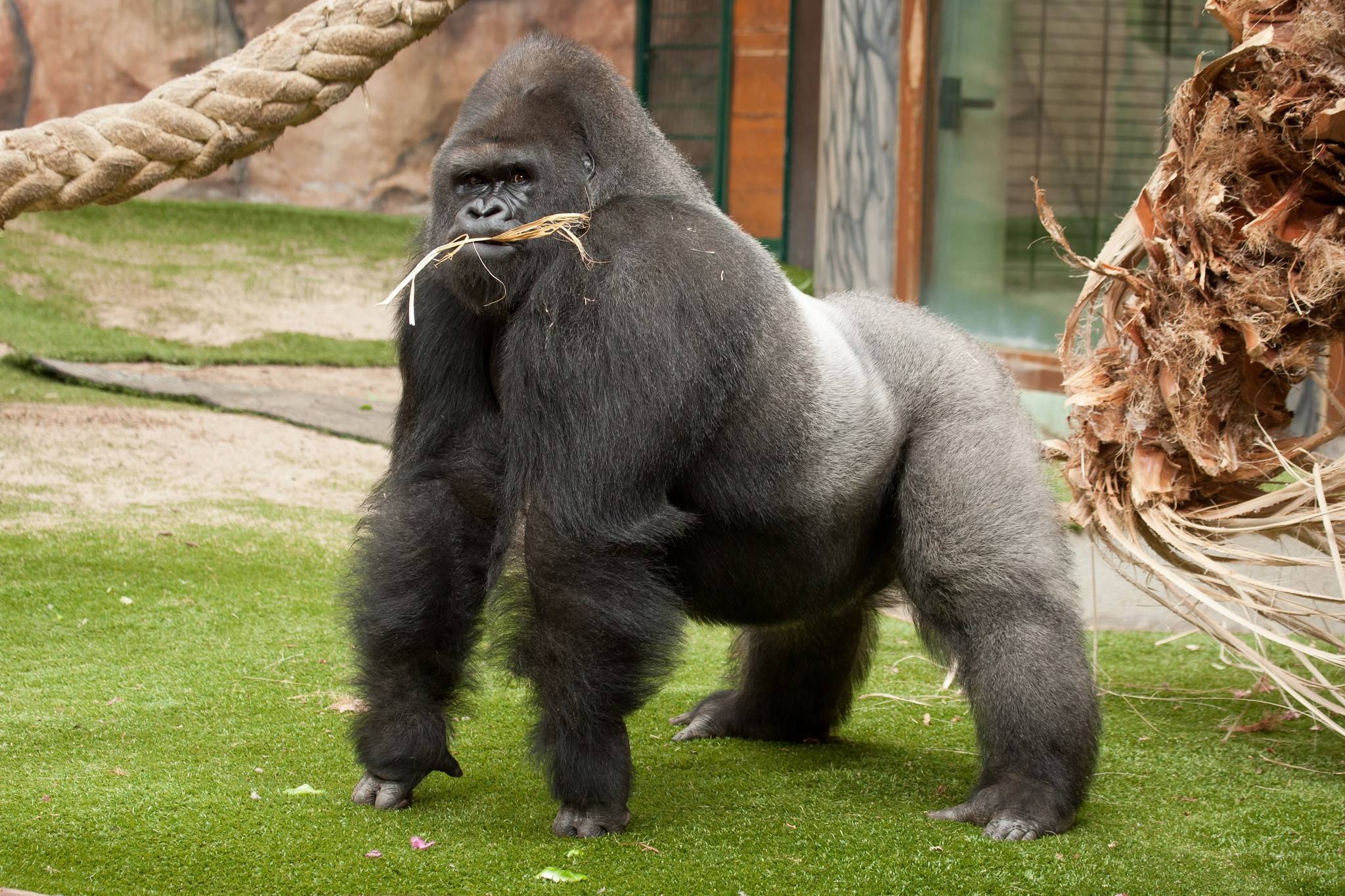 Мышцы спины у горилл