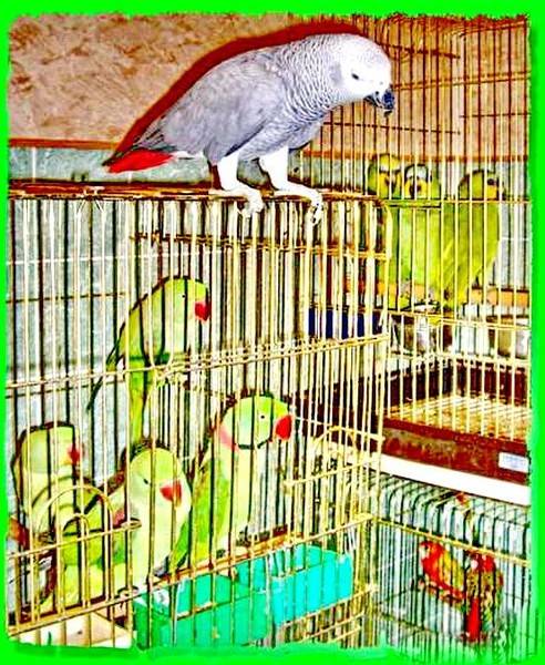 Можно ли и стоит ли держать в одной клетке попугая и канарейку? говорливый попугай или поющий кенар? что будет если волнистый попугай полюбит канарейку.