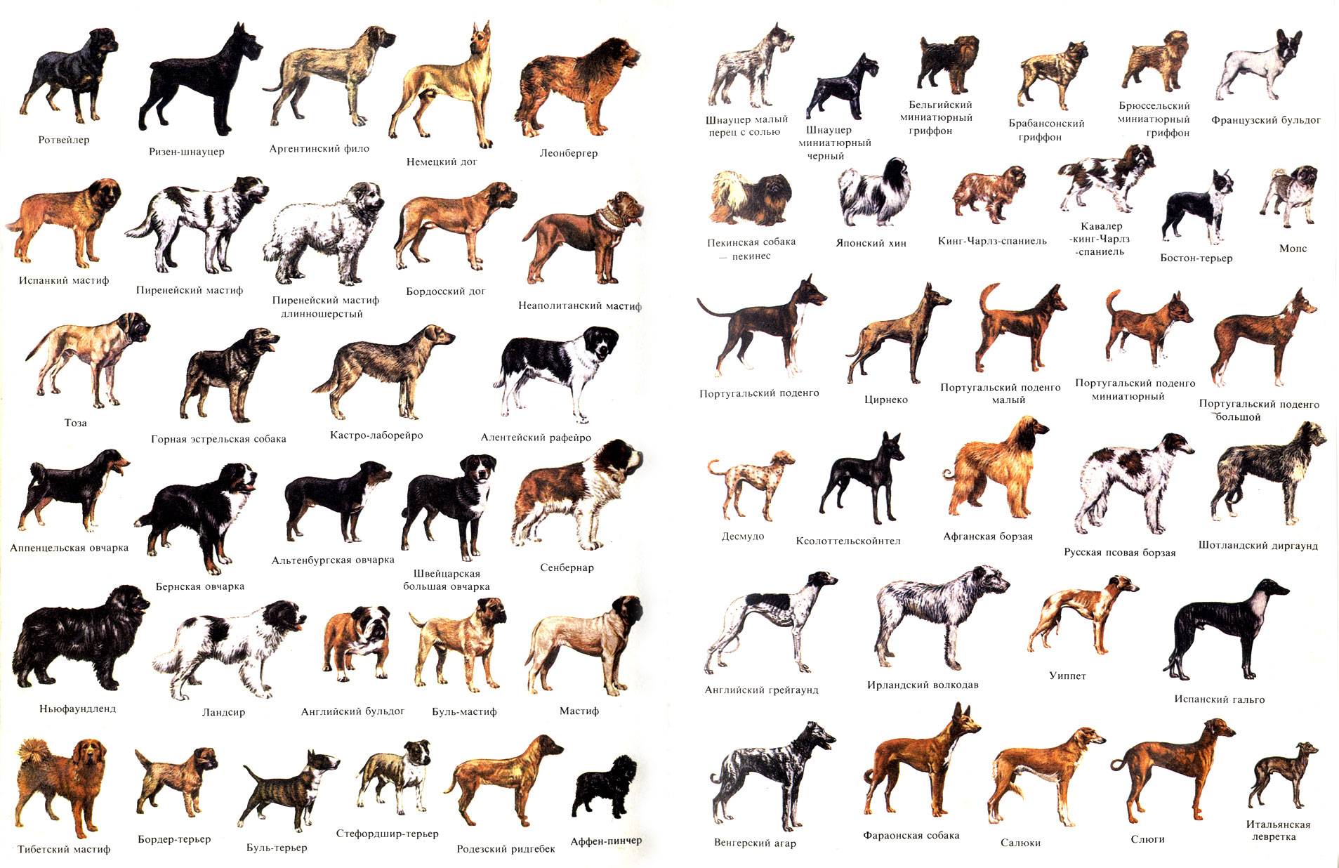 Самые большие собаки: породы с фотографиями и названиями
