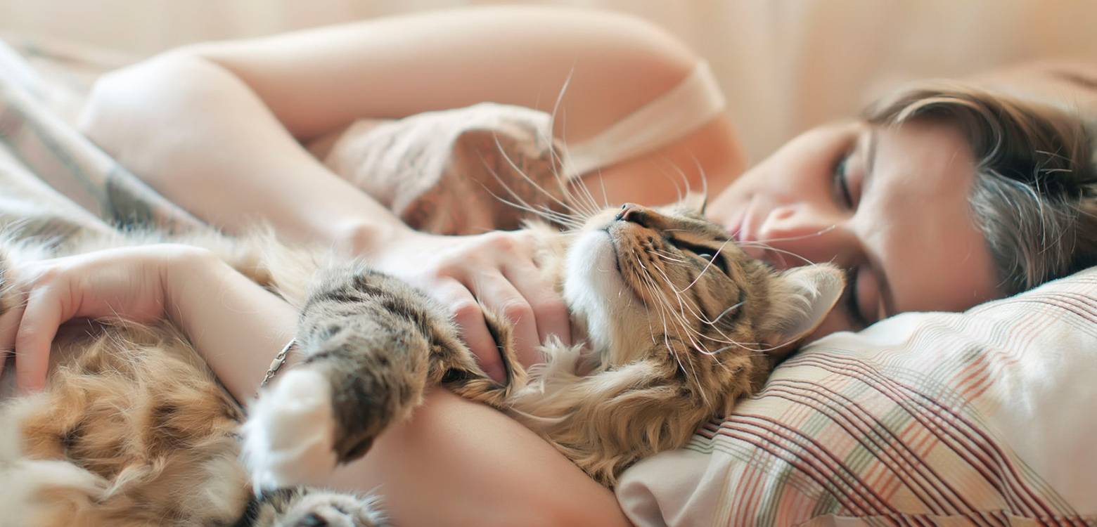 Продолжительность и особенности сна у кошки