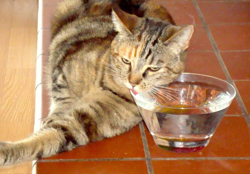 Котенок не пьет воду. что делать?