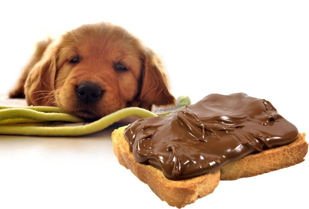 Шокояд: почему собакам нельзя давать шоколад