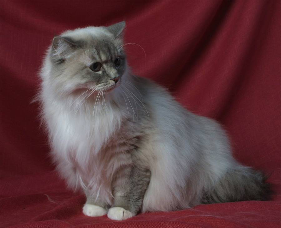 Рагамаффин (порода кошек) — википедия. что такое рагамаффин (порода кошек)