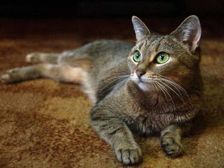 Цейлонская кошка: фото, видео, описание породы, характер, питомники
