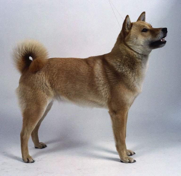 Большая японская собака (бяс, американская акита): фото, купить, видео, цена, содержание дома