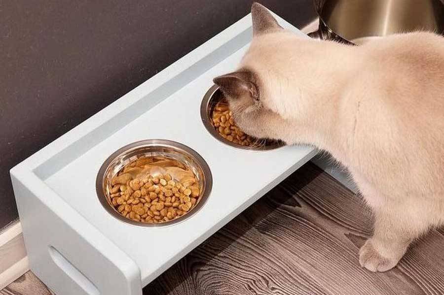 Как приучить кошку к сухому корму?