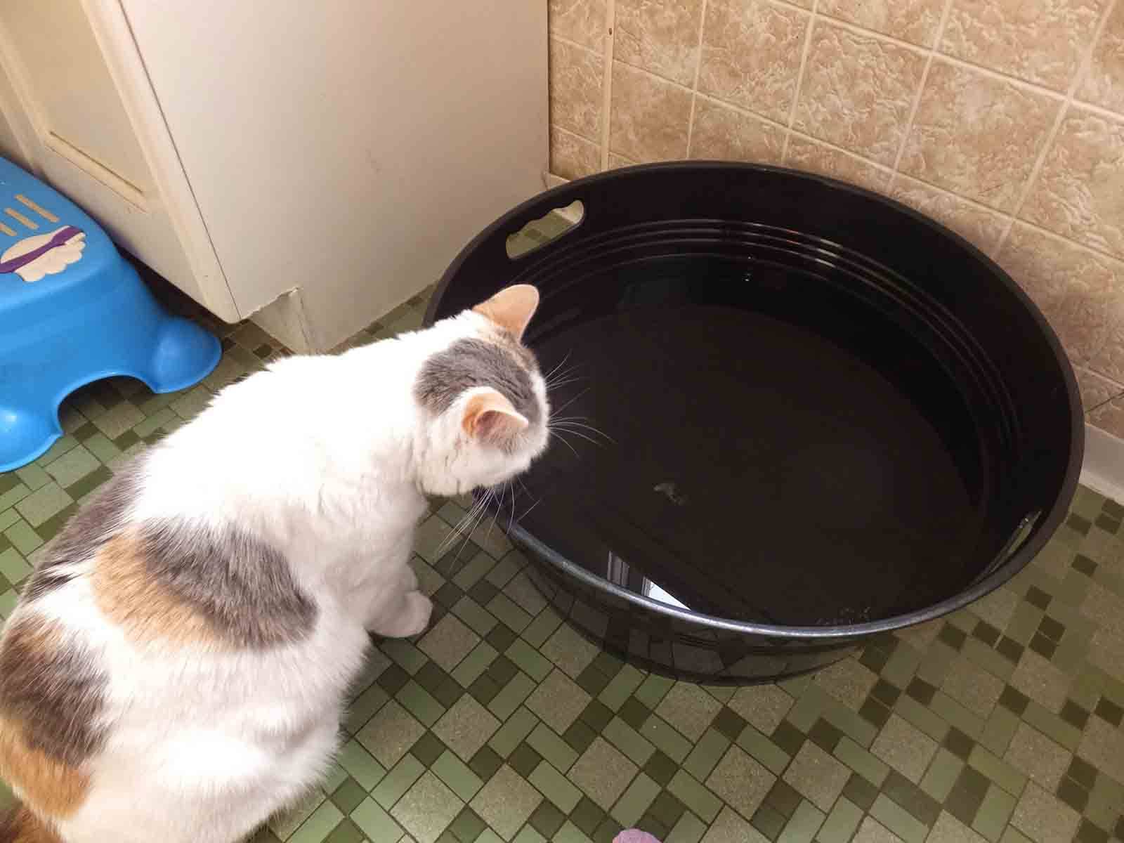 Как научить котенка кушать из миски
