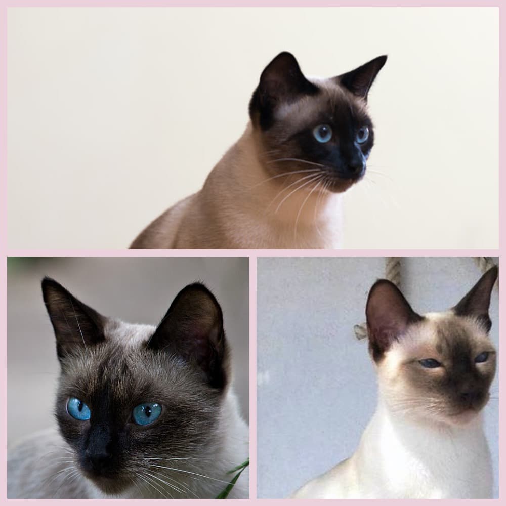 Тайская кошка (тайский кот): описание породы с фото и видео