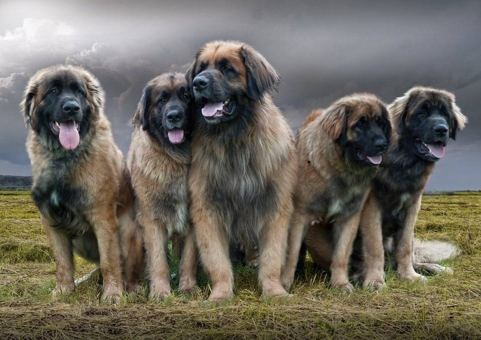 Леонбергер: описание породы собак с фото и видео