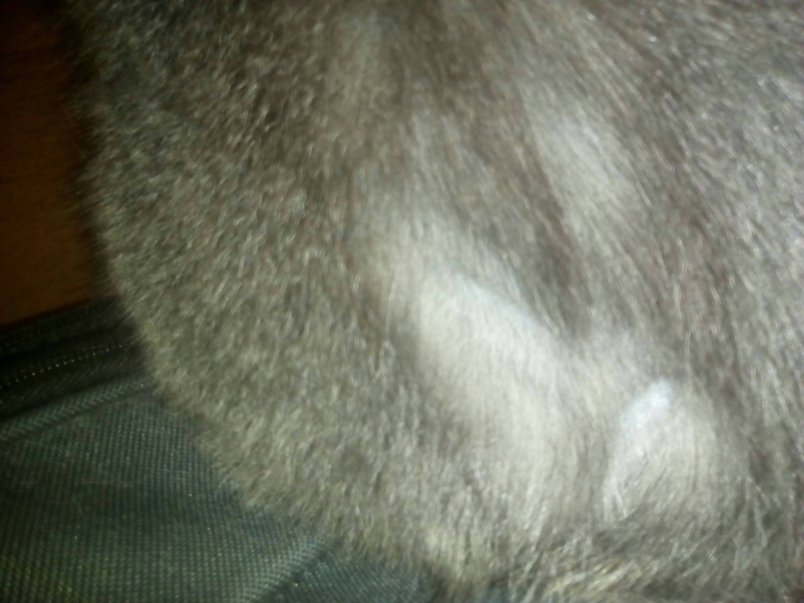 У кошки сильно лезет шерсть - что делать? витамины для кошек против выпадения шерсти. правила ухода за шерстью кошек