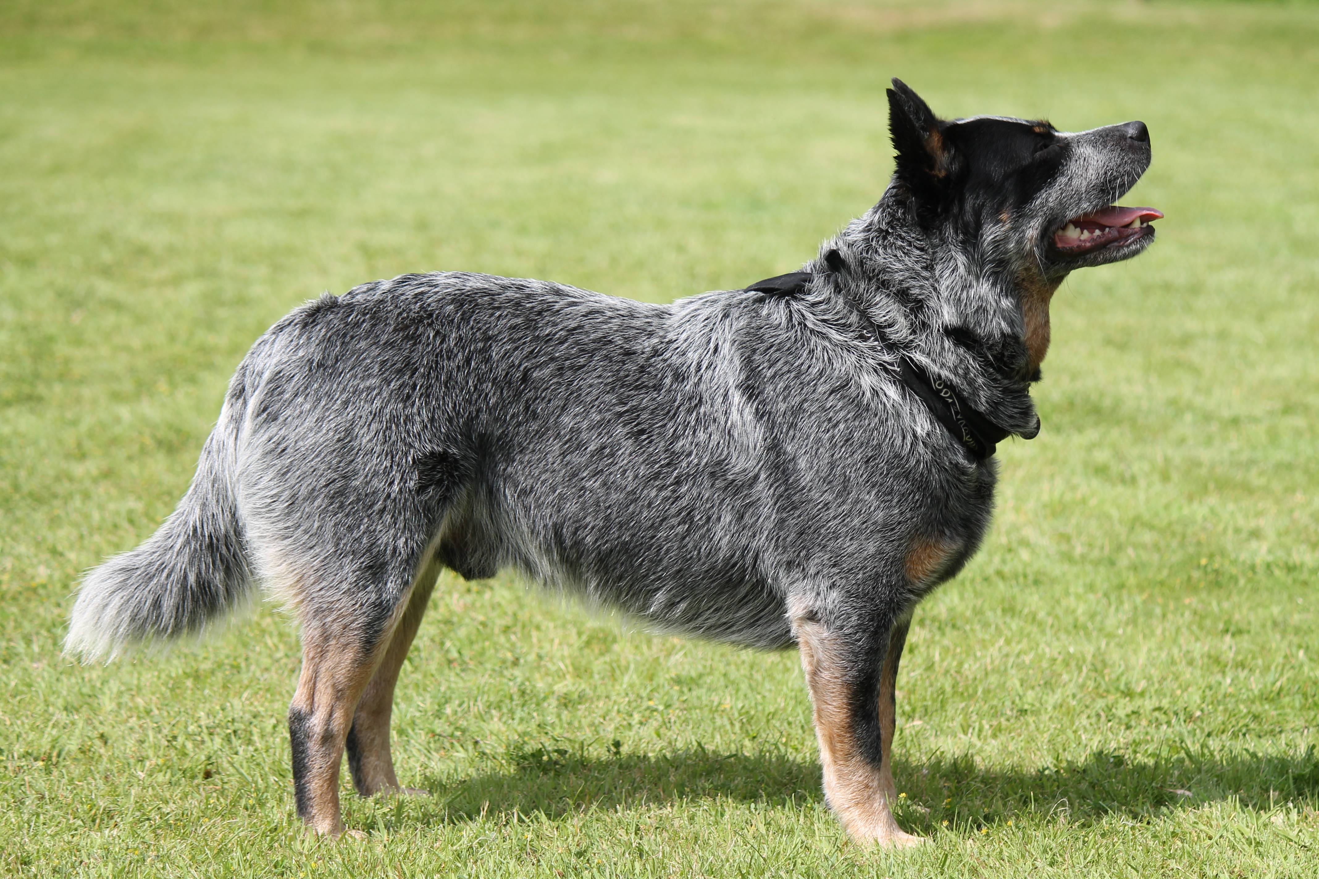 Австралийская короткохвостая пастушья собака — википедия