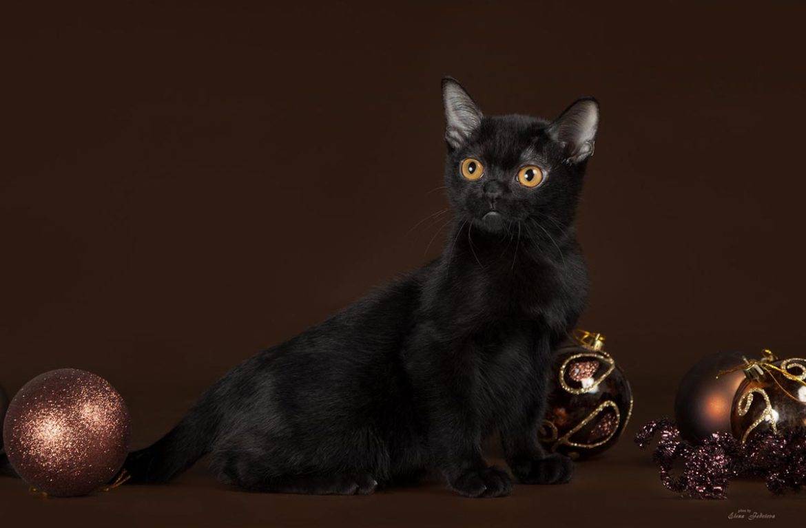 Каких пород бывают кошки черного окраса? породы черных кошек | интересные факты