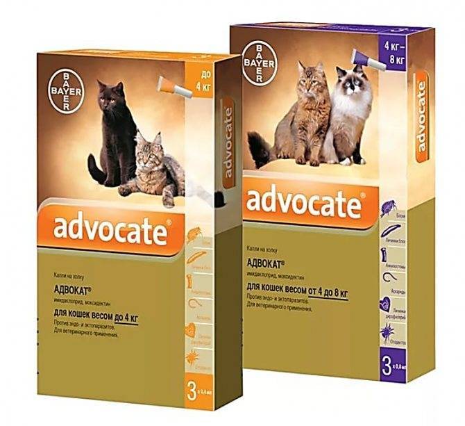 Адвокат для кошек 4-8 кг упак 3 пипетки - купить, цена и аналоги, инструкция по применению, отзывы в интернет ветаптеке добропесик